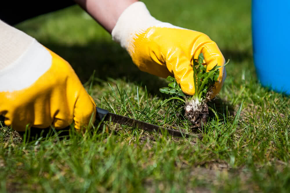 Lawn Mowing